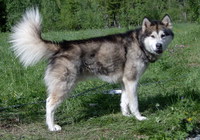 Nuch Noatak's Bearclaw Gillan du Breeze WTD WTDA WTDX (2004 - 2016)
